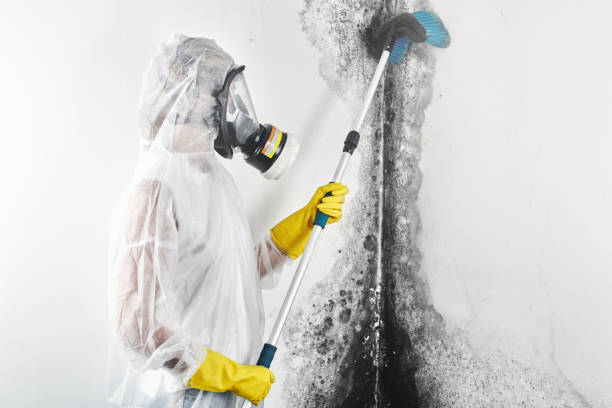 Best Emergency Mold Remediation  in Coker, AL