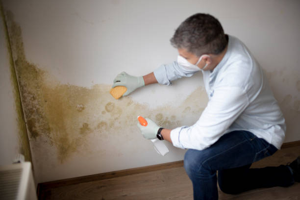 Best Asbestos and Lead Testing During Mold Inspection  in Coker, AL
